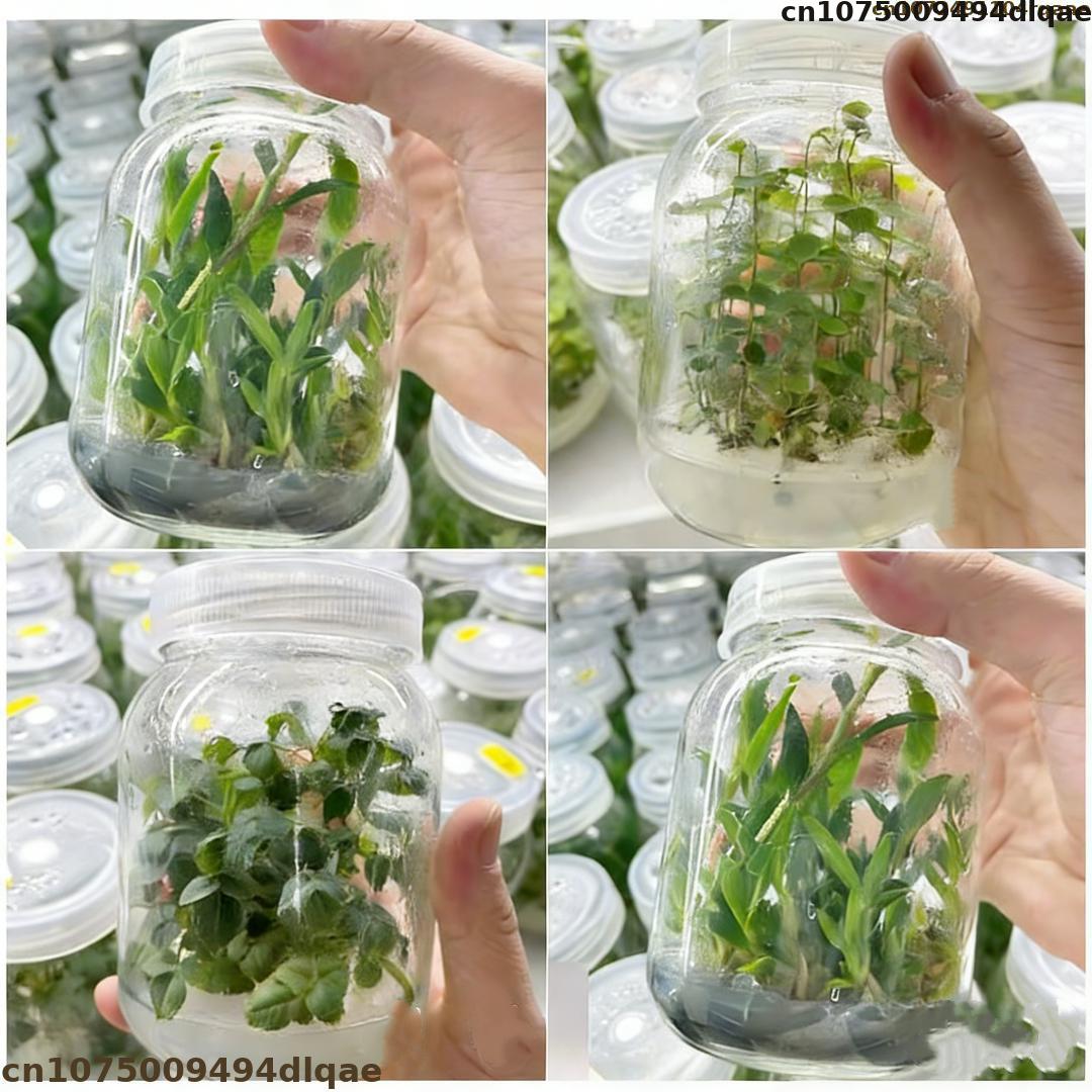 Polvo de Agar para Cultivo de  - Agar Tissue Culture reseña y precio